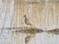 White-tailed Lapwing.jpg