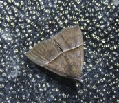 Hypena gypsospila 19 01 16 (2).JPG