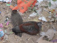 Painted Spurfowl.jpg