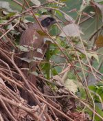 IMG_5852 - Masked Laughingthrush @ Airfield Rd.jpg