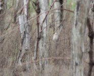 leucistic linnet.jpg