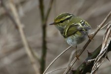 20160306 (55)_Pallases_Warbler (1024x683).jpg