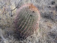 Barrel Cactus.jpg