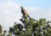 Red-shafted Flicker.jpg