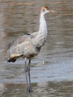 Sandhill Crane Lake Hills portrait.jpg