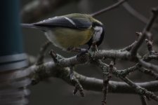 Great tit original.jpg