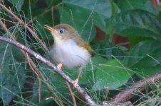 young tailorbird.jpg