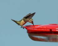 Hummer Rufous 2016-03-31 097.jpg