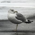 gull.jpg