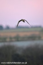 026 Pallid Harrier (Circus macrourus) Norfolk UK GB January 2016 cp pt crs 130dpi.jpg