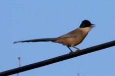 Azure-Winged Magpie.jpg