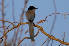 Azure-Winged Magpie (1).jpg