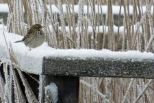 Meadow pipit.jpg