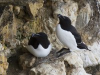 Razorbill _G9A3718.JPG