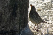 Water pipit.jpg