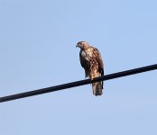 160216_RedShoulderedHawk_immature_02_tele16_bf.jpg