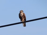 160216_RedShoulderedHawk_immature_04_tele20_bf.jpg