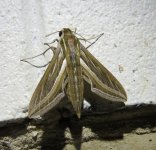 Hippotion celerio 16 02 16.JPG