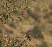 Western Bluebirds.jpg