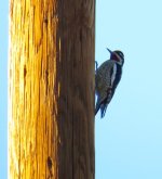 Yellow-bellied Sapsucker.jpg