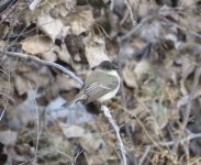 Eastern Phoebe.jpg