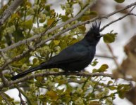 Phainopepla.jpg