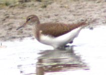 common sandpiper hermitage 3 jul 06.jpg