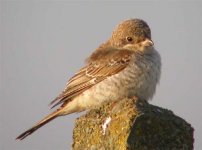 NET WOODCHAT.jpg