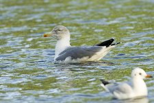 Yellow-Legged-Gull-3.jpg