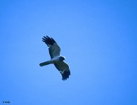 Hen Harrier male in flight.jpg