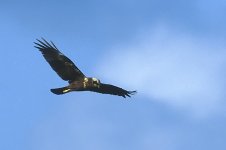 Marsh Harrier male flight.jpg