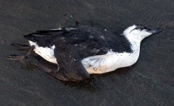 guillemot dead templetown beach sept 06.jpg