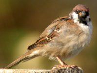 tree sparrow balaggan sept 06.jpg
