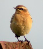 wheatear greenland balaggan point 2 oct 06 .jpg