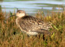 ruff rosscarbury oct 06.jpg