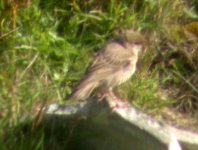 rose coloured starling cape clear sept 06.jpg