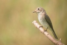 Unknown flycatcher 1b_resize_resize.jpg