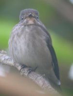 Unknown flycatcher 2a_resize_resize.jpg