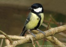 great-tit-s2.jpg