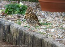 song-thrush-s2.jpg