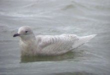 iceland gull clogher 101206 (1).JPG