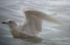 iceland gull clogher 101206 (2).JPG