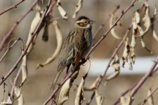 Little Bunting.jpg