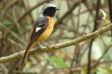 IMG_6208 Daurian Redstart @ Pui O.JPG