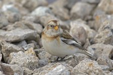 Snow Bunting20160216Hartlepool (Jewish Graveyard)DSC_1362.jpg