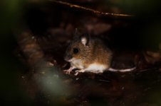 20160122 (15)_Yellow-necked_Mouse (800x533).jpg