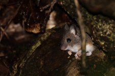 20160122 (16)_Wood_Mouse (800x533).jpg