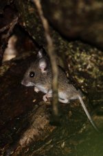 20160122 (18)_Wood_Mouse (533x800).jpg