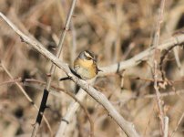 Siberian Accentor.jpg