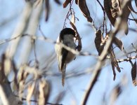 Willow Tit 2.jpg